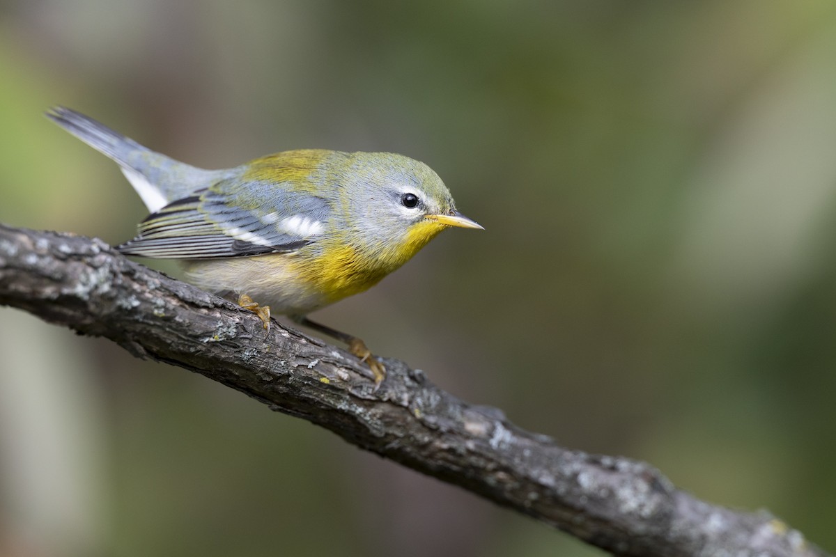 Northern Parula - ML646456453