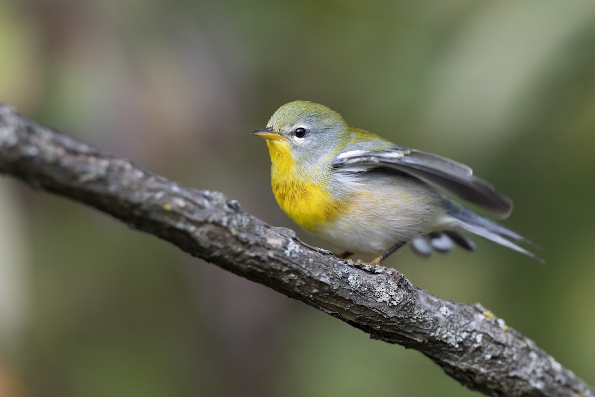 Northern Parula - ML646456454