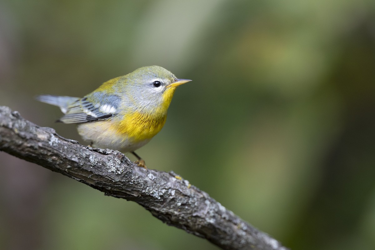 Northern Parula - ML646456455