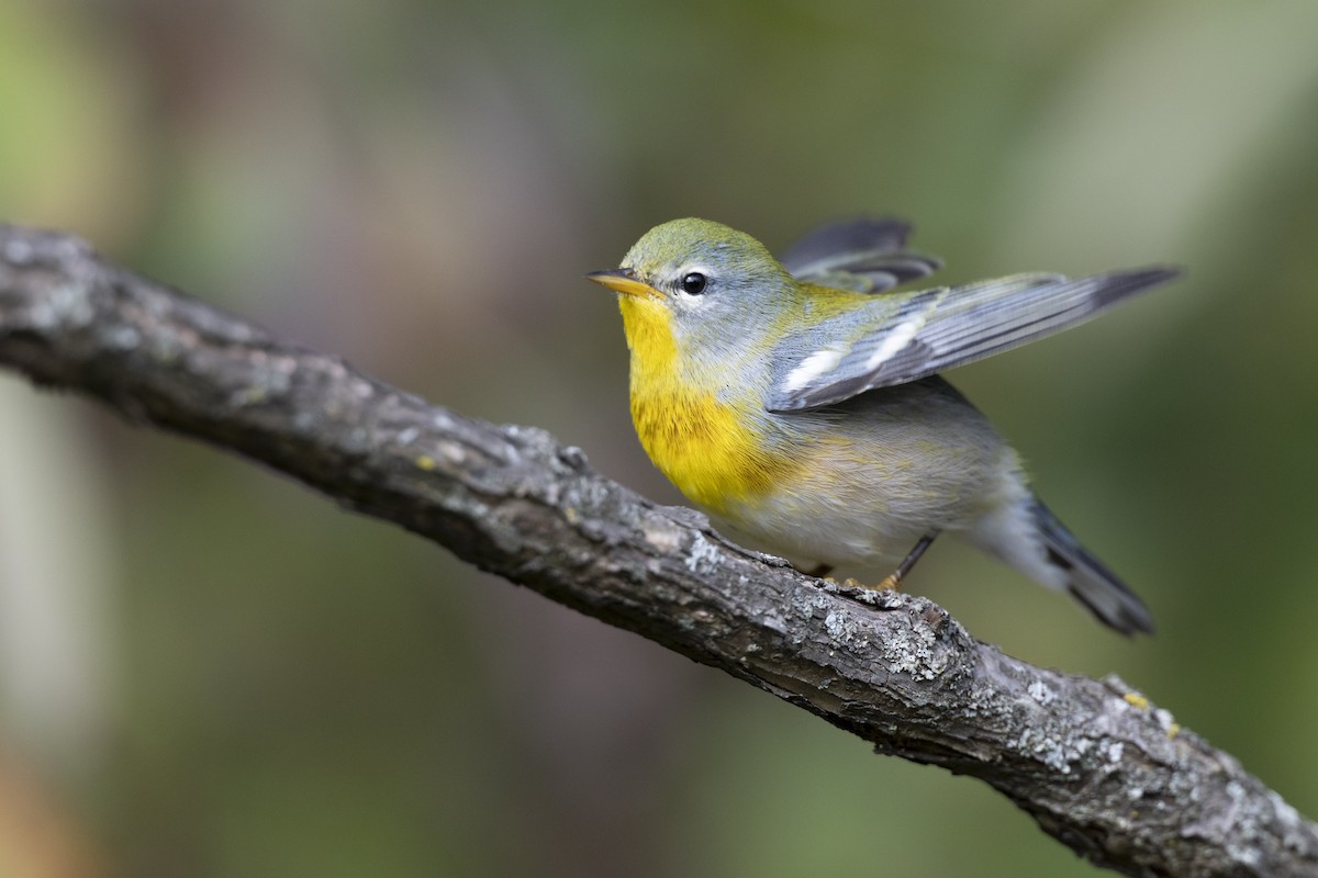 Northern Parula - ML646456456