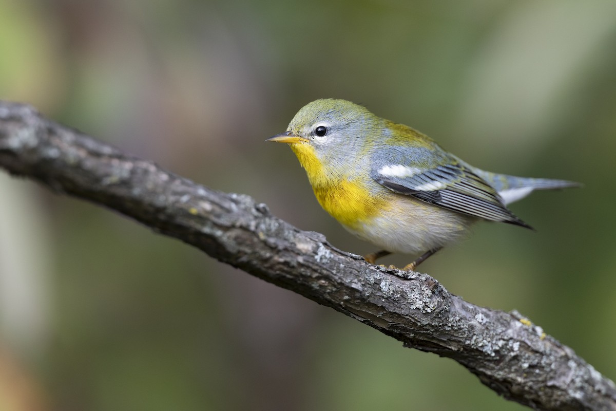 Northern Parula - ML646456457
