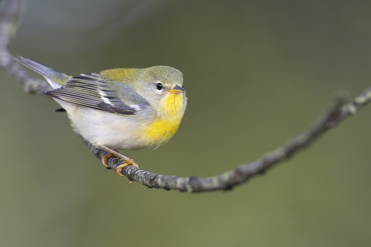Northern Parula - ML646456458