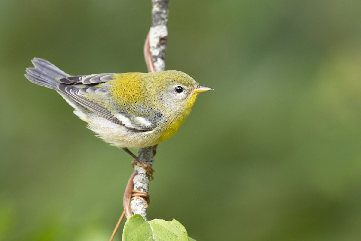 Northern Parula - ML646456459