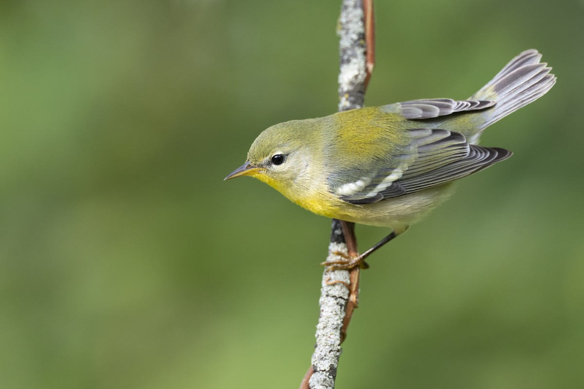 Northern Parula - ML646456460