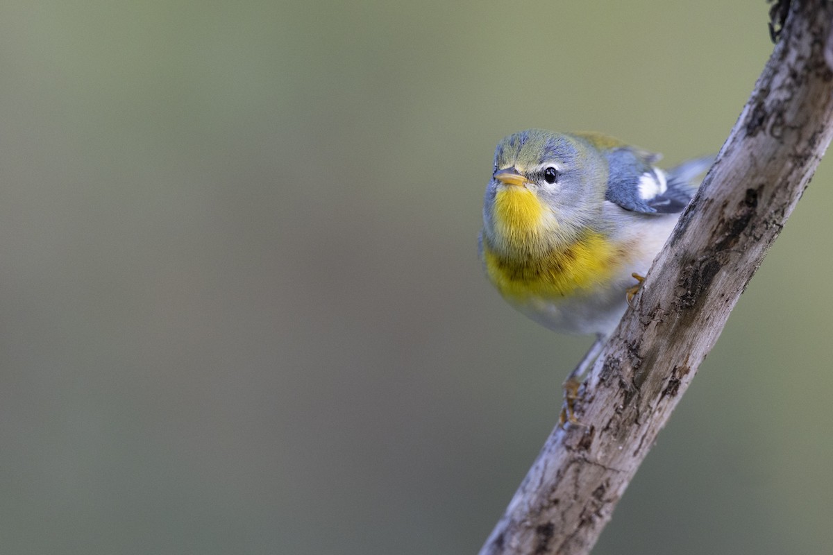 Northern Parula - ML646456461