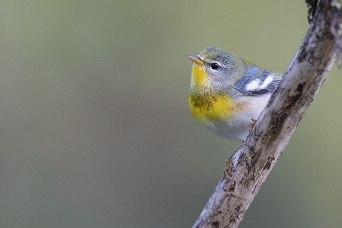 Northern Parula - ML646456462