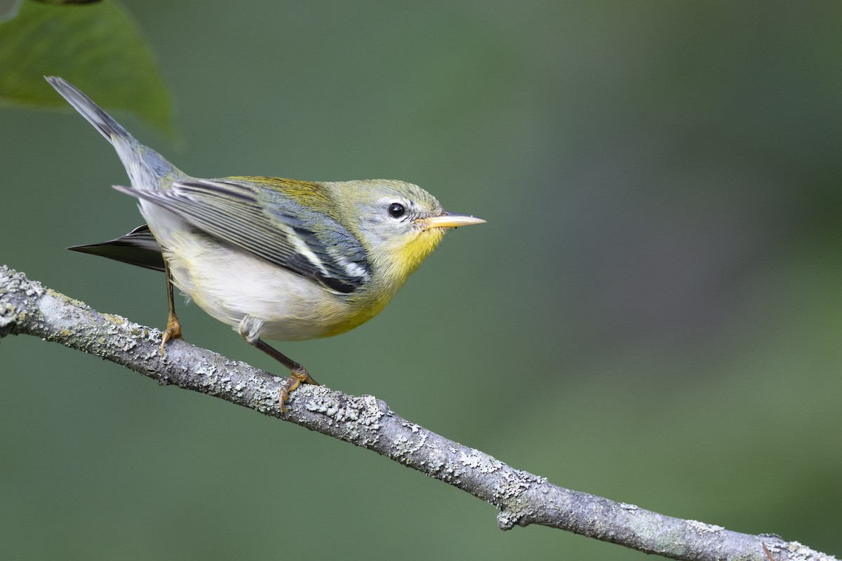 Northern Parula - ML646456463
