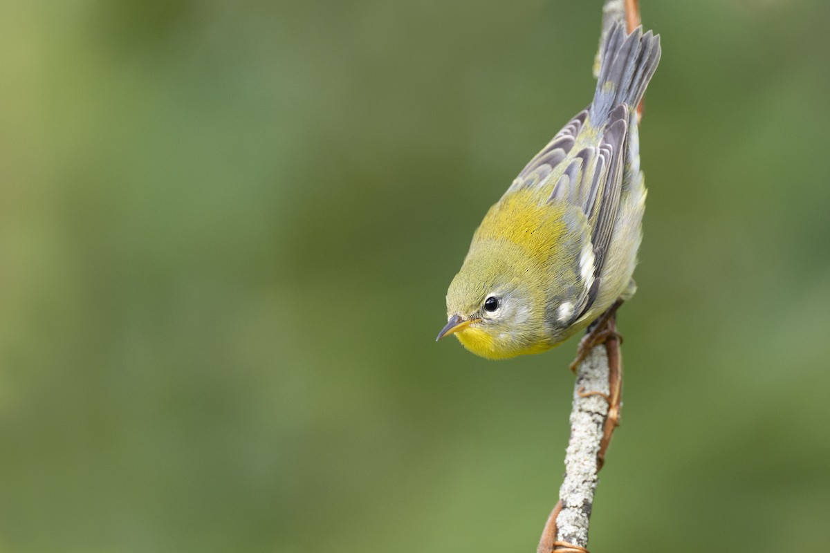 Northern Parula - ML646456464