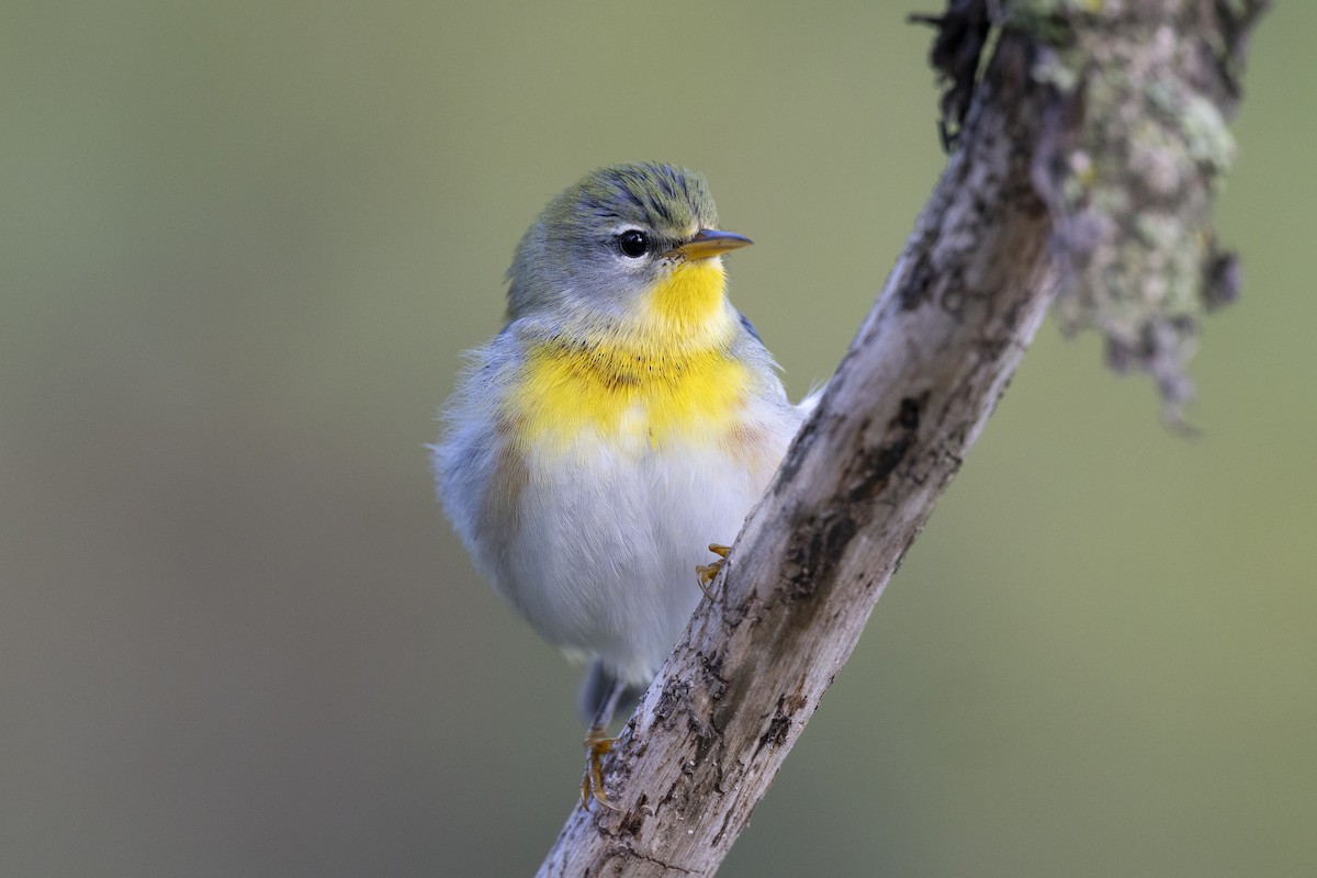 Northern Parula - ML646456465