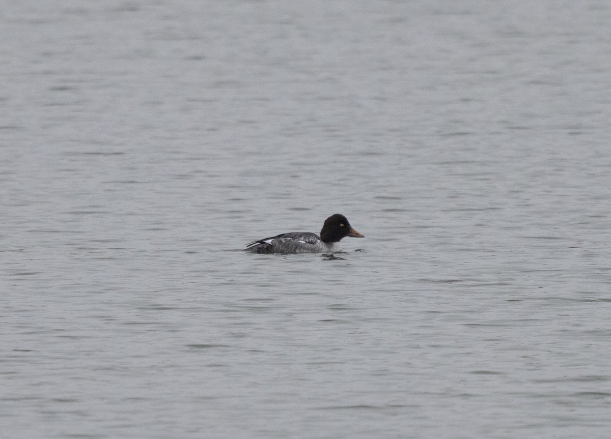 Common Goldeneye - ML646456468
