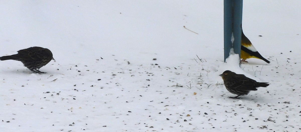 Red-winged Blackbird - ML646456469