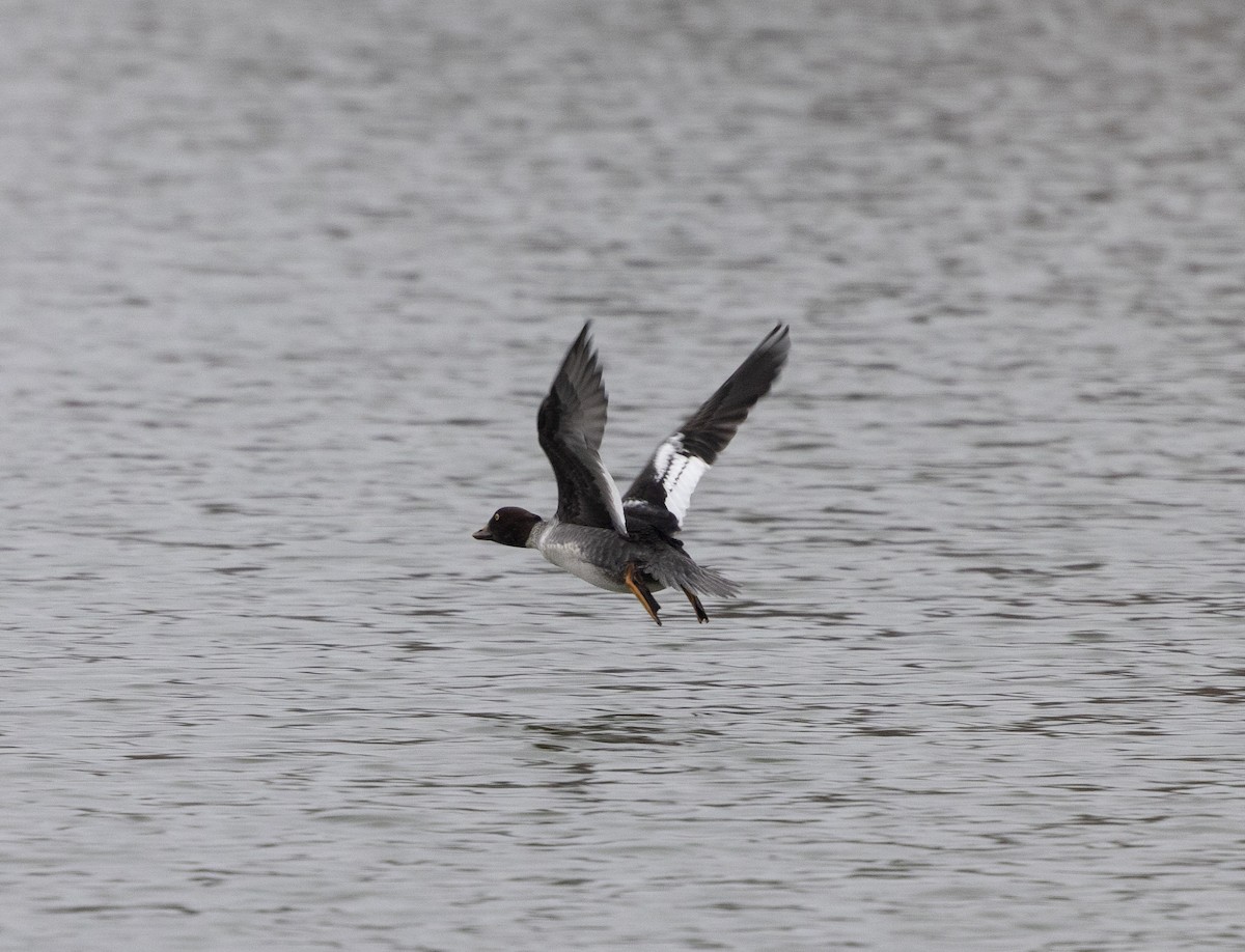 Common Goldeneye - ML646456470