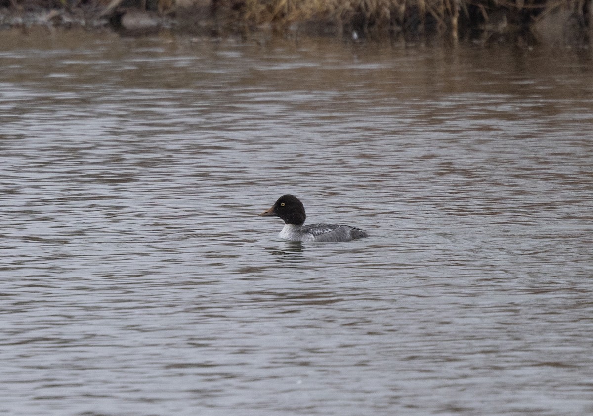 Common Goldeneye - ML646456471
