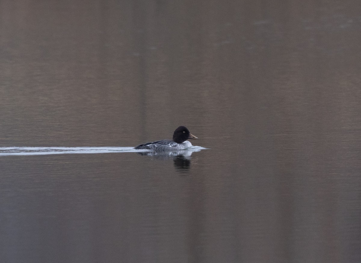 Common Goldeneye - ML646456472