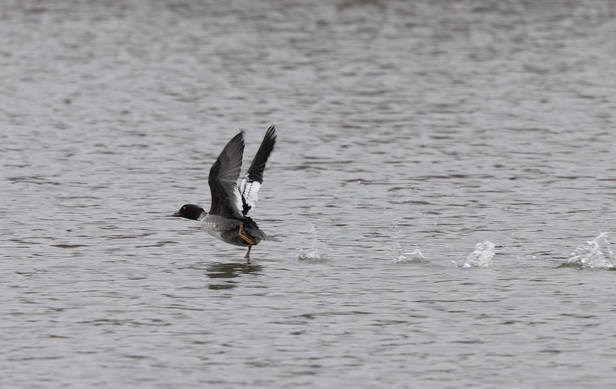 Common Goldeneye - ML646456473