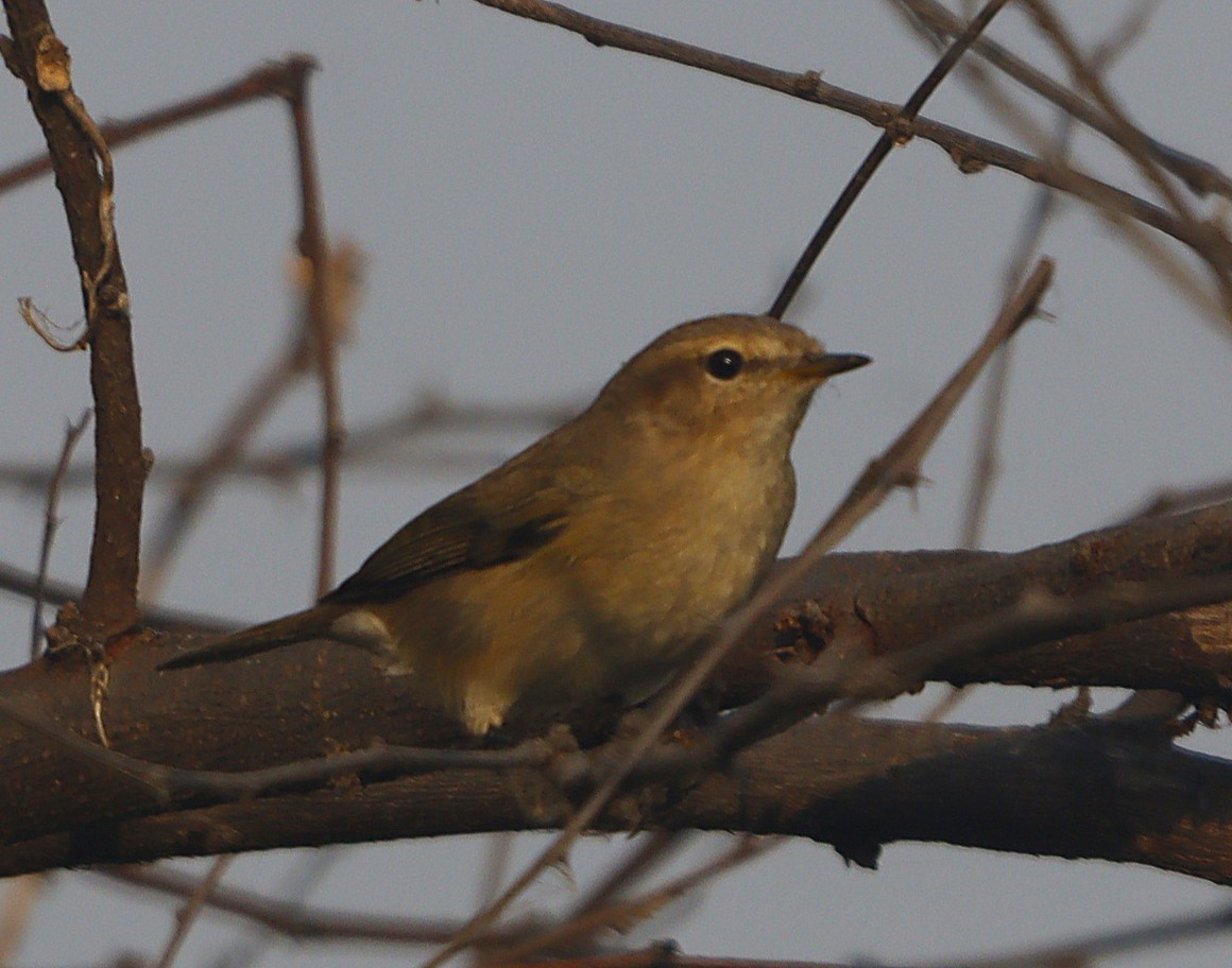 Common Chiffchaff - ML646456477