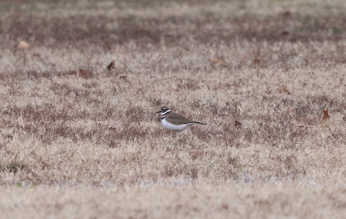 Killdeer - ML646456479