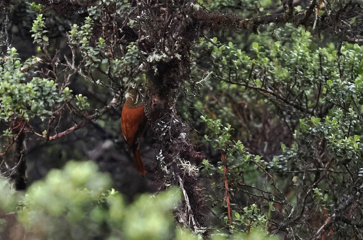 Pearled Treerunner - ML646456480