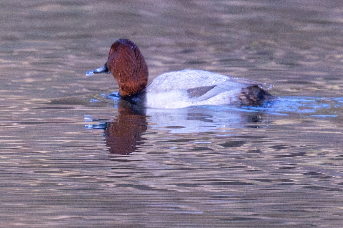 Common Pochard - ML646456481