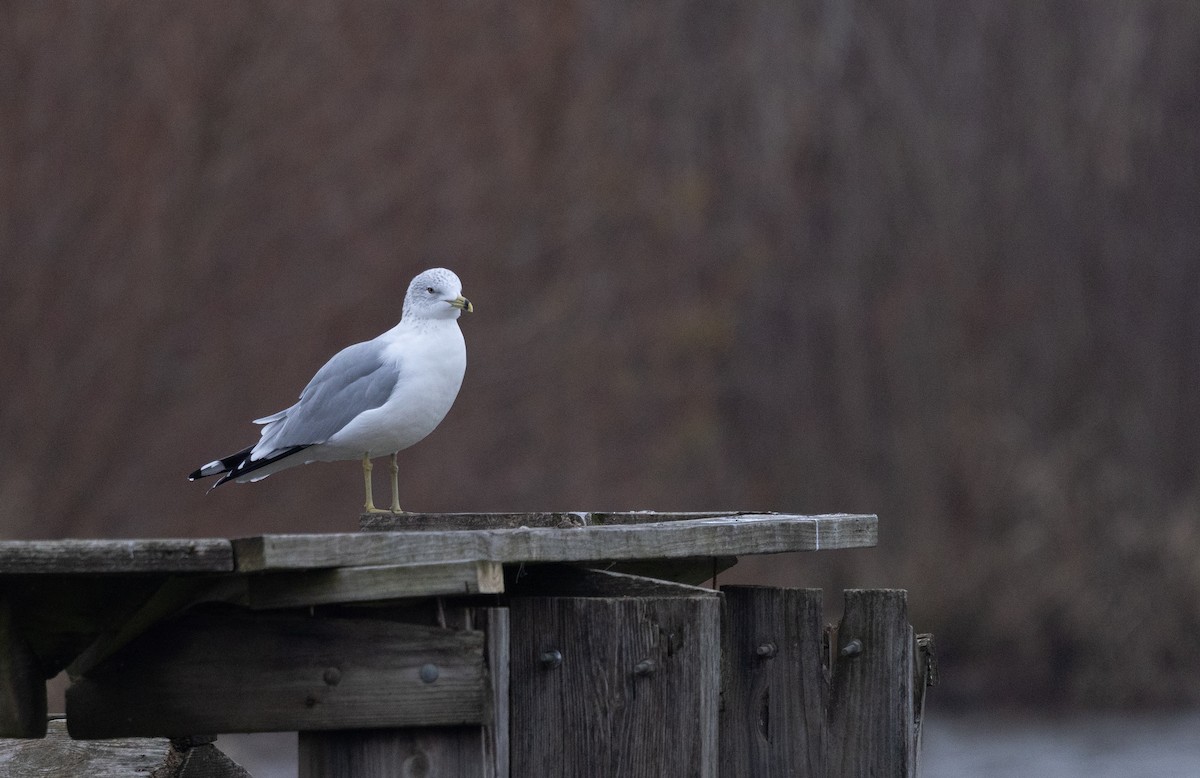 Ring-billed Gull - ML646456482