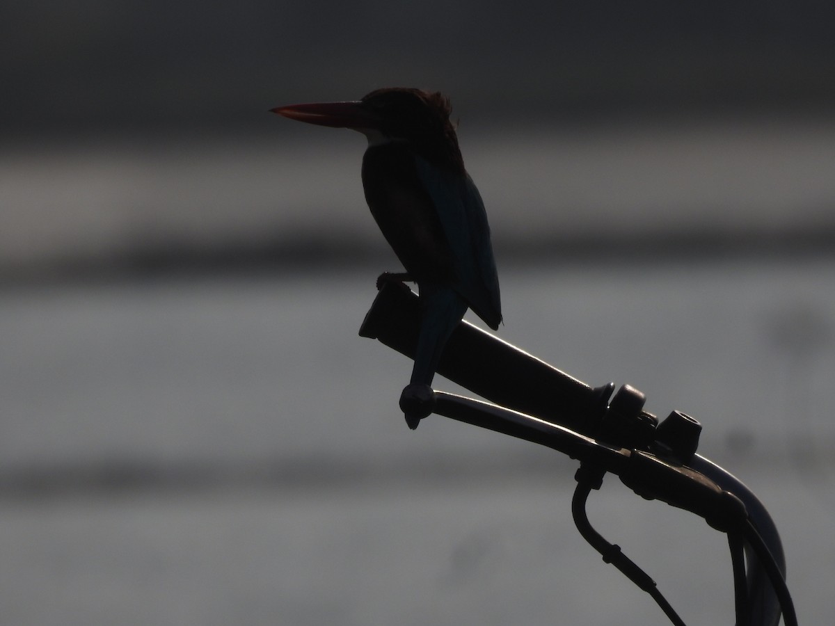 White-throated Kingfisher - ML646456483