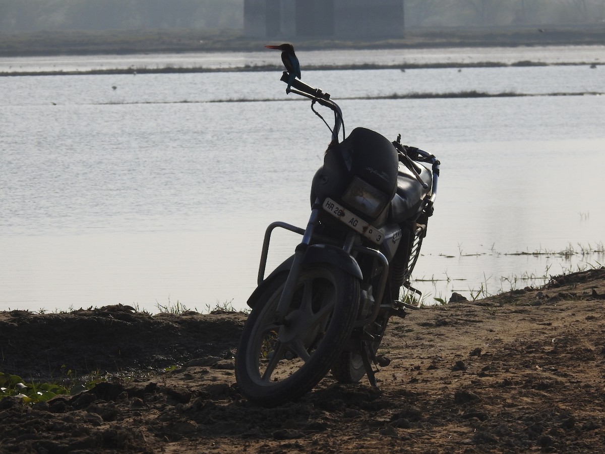 White-throated Kingfisher - ML646456484