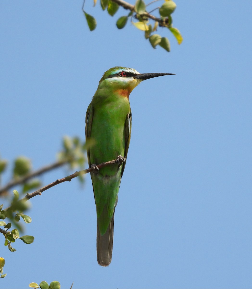 Blue-cheeked Bee-eater - ML646456485