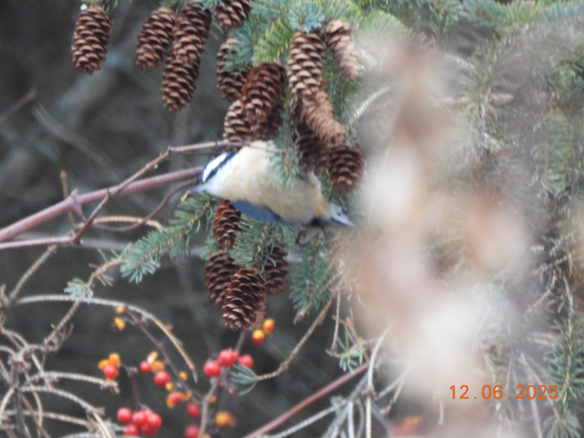Red-breasted Nuthatch - ML646456486