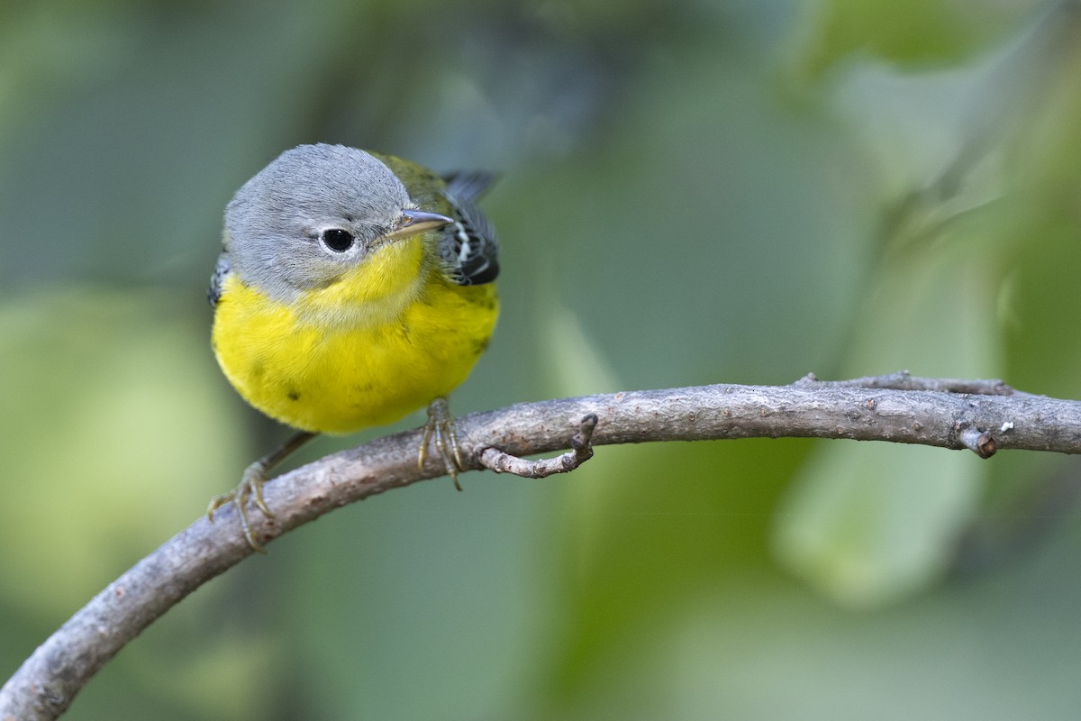 Magnolia Warbler - ML646456487