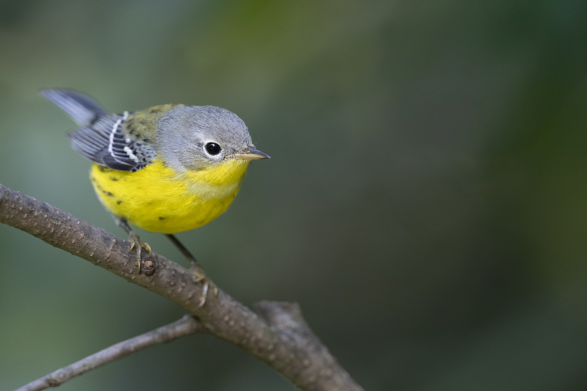 Magnolia Warbler - ML646456488