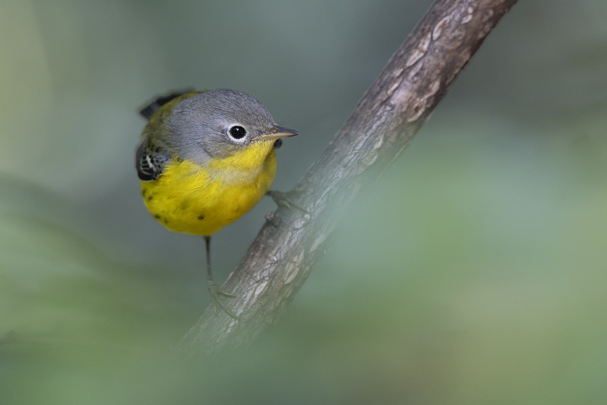 Magnolia Warbler - ML646456489
