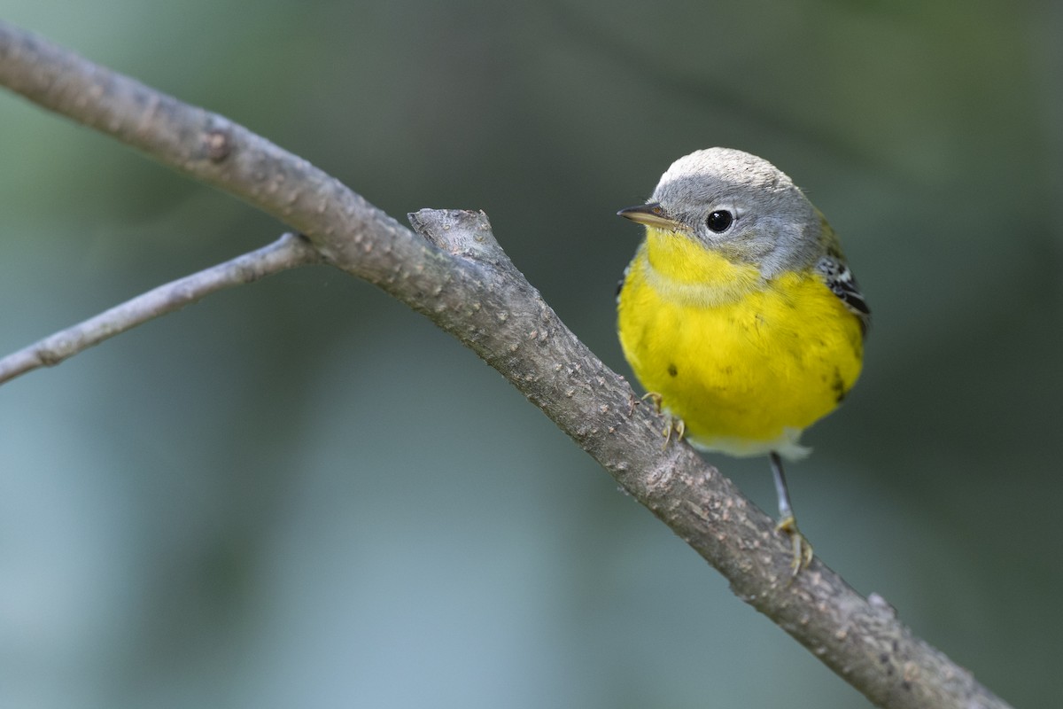 Magnolia Warbler - ML646456490