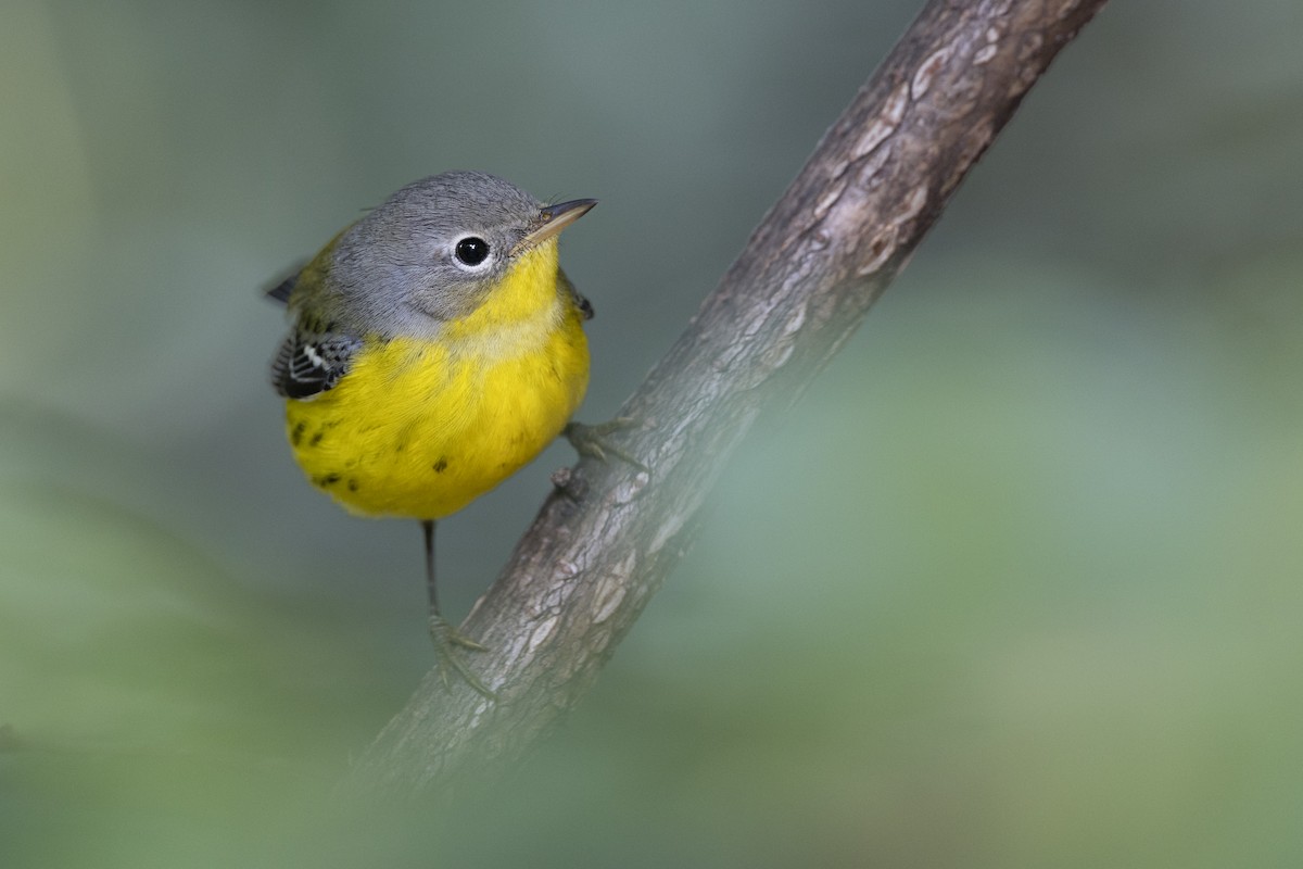 Magnolia Warbler - ML646456491