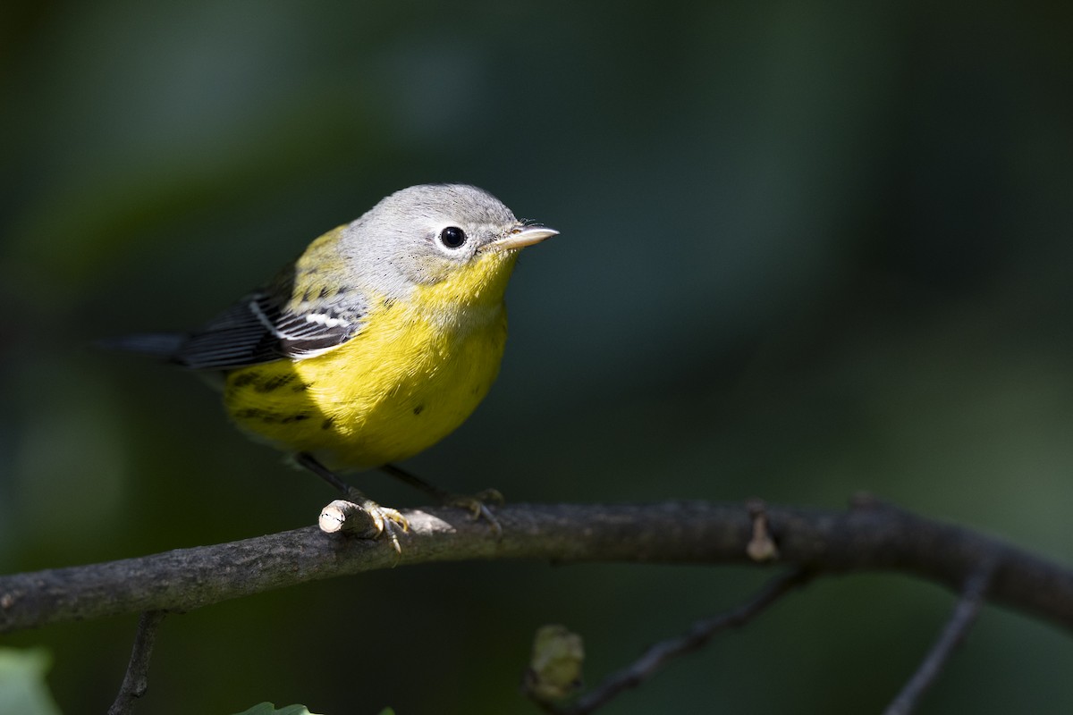 Magnolia Warbler - ML646456492