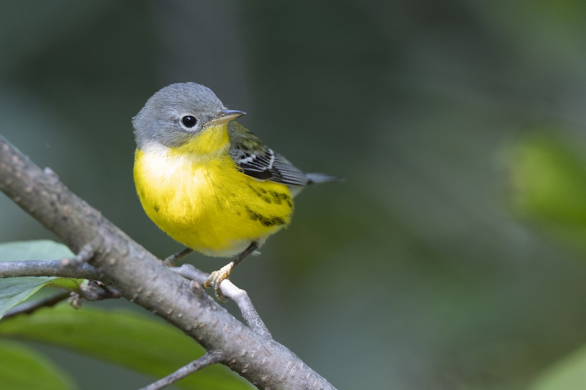 Magnolia Warbler - ML646456493