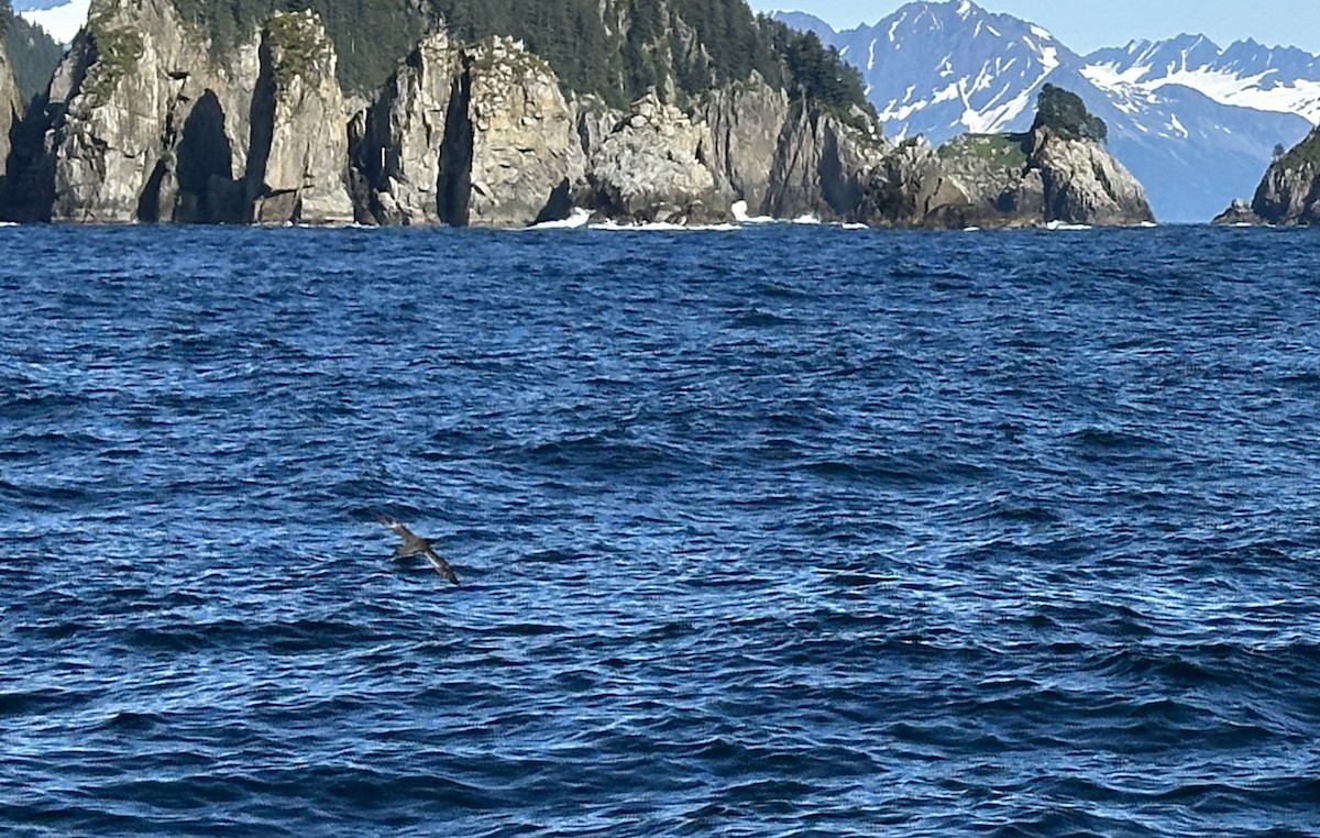 Sooty Shearwater - ML646456494