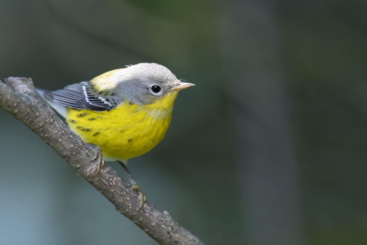 Magnolia Warbler - ML646456495
