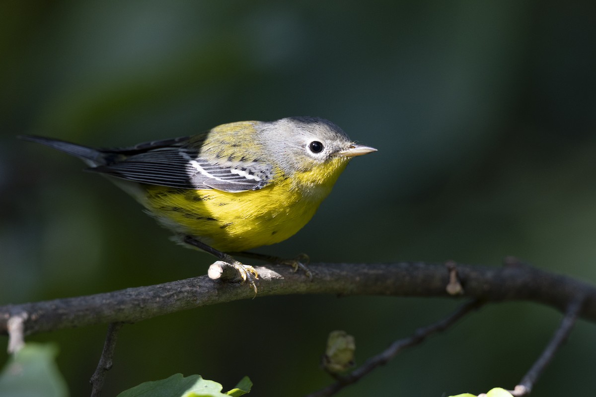 Magnolia Warbler - ML646456496