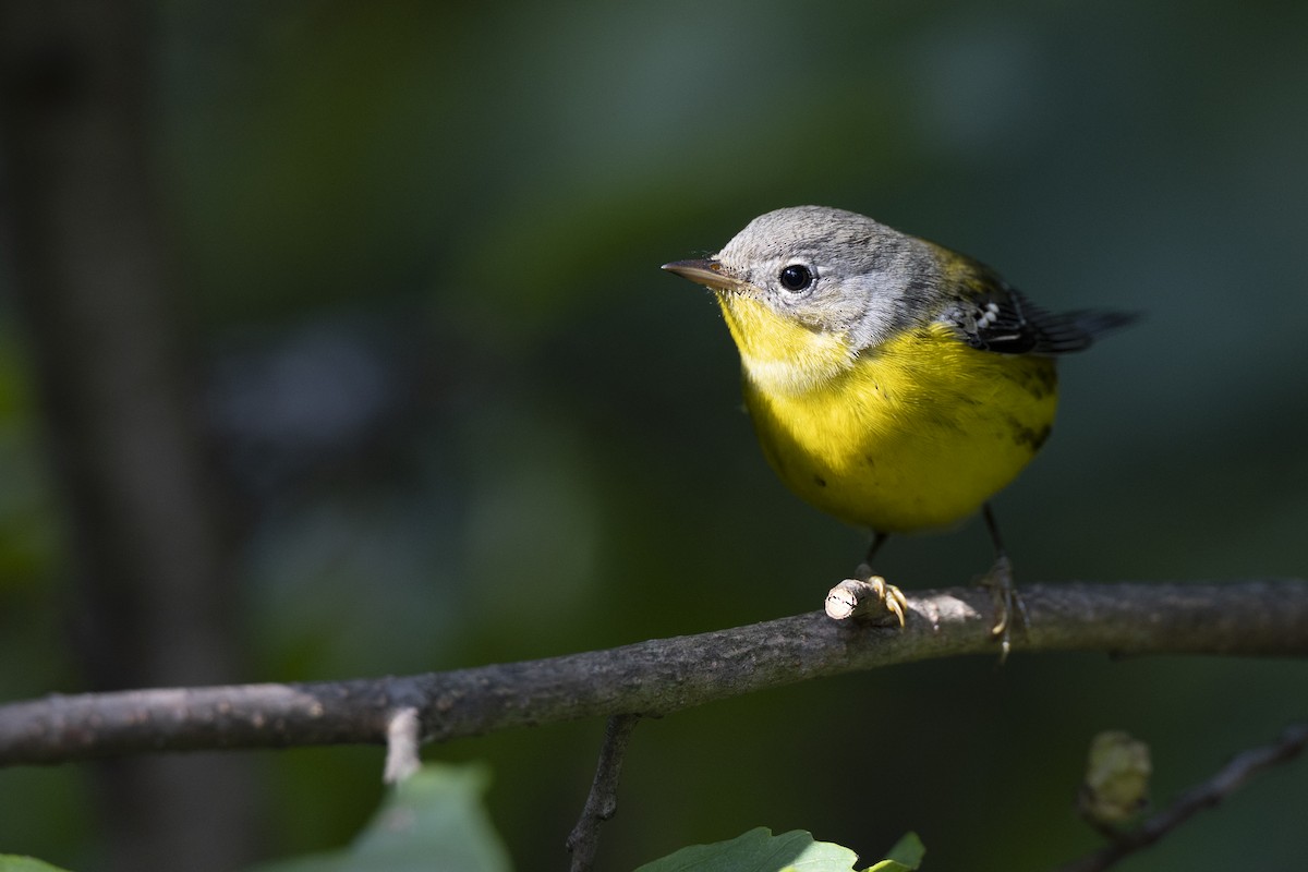 Magnolia Warbler - ML646456497