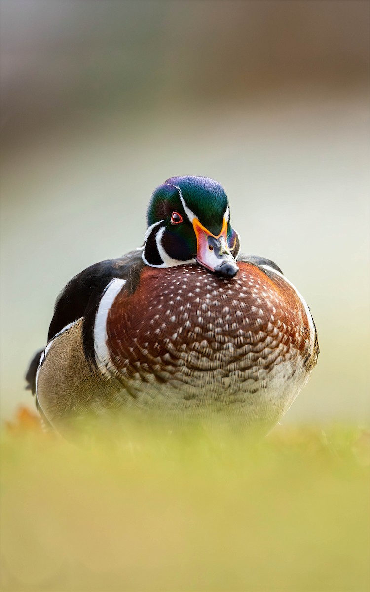 Wood Duck - ML646456498