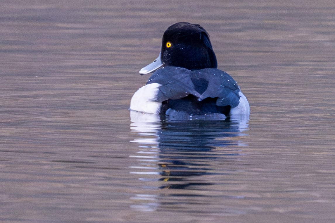 Tufted Duck - ML646456499