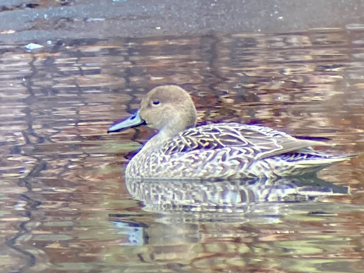 Northern Pintail - ML646456503