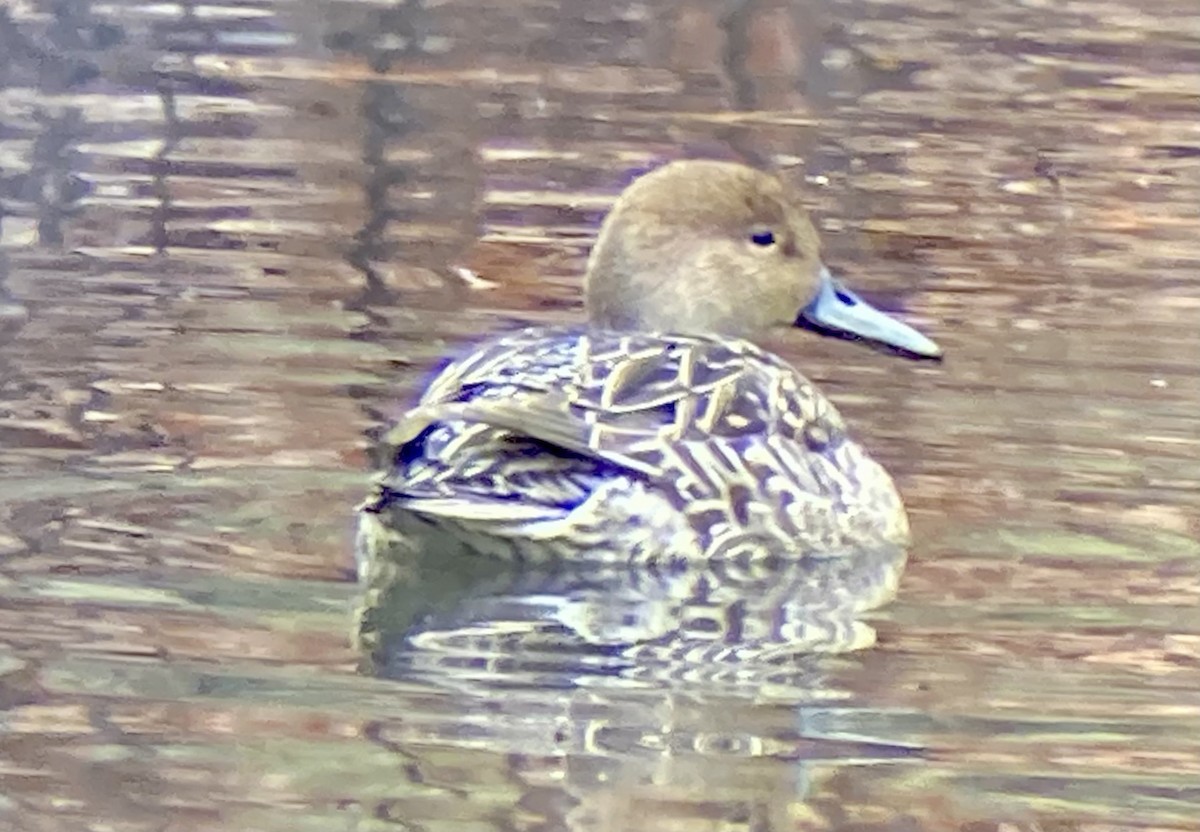 Northern Pintail - ML646456504