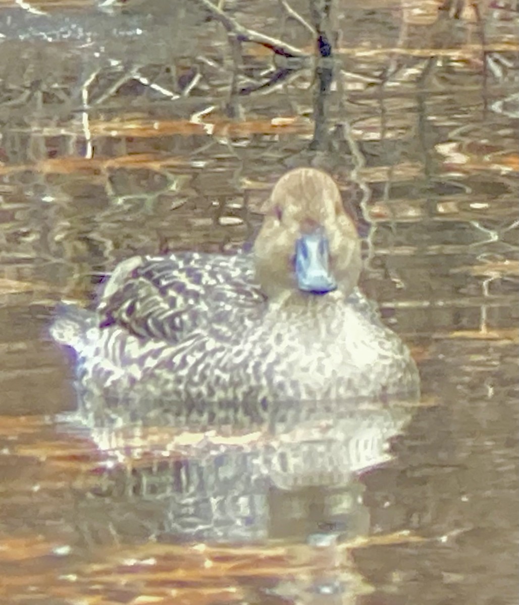 Northern Pintail - ML646456505