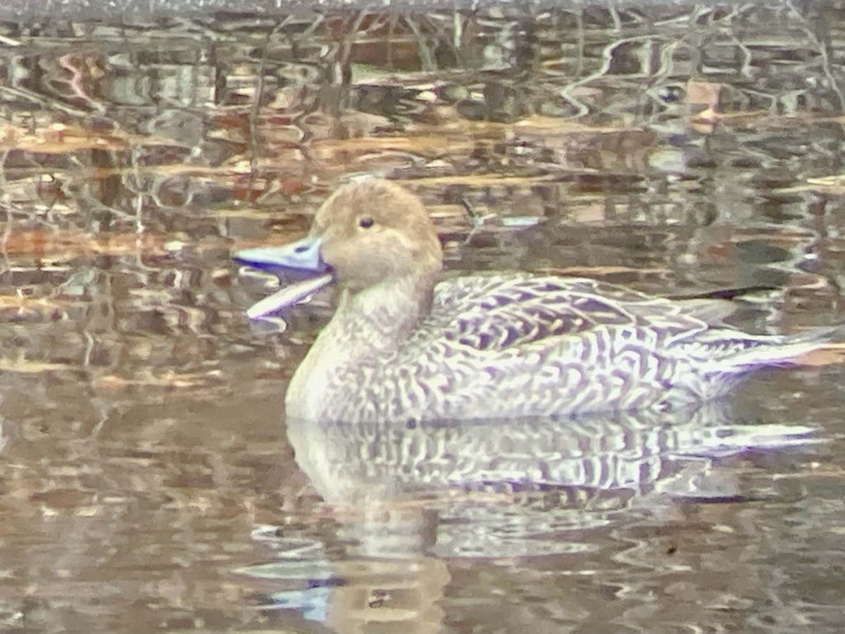 Northern Pintail - ML646456506