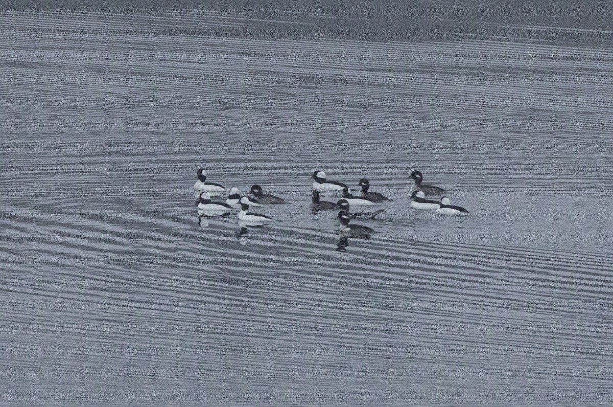 Bufflehead - ML646456507