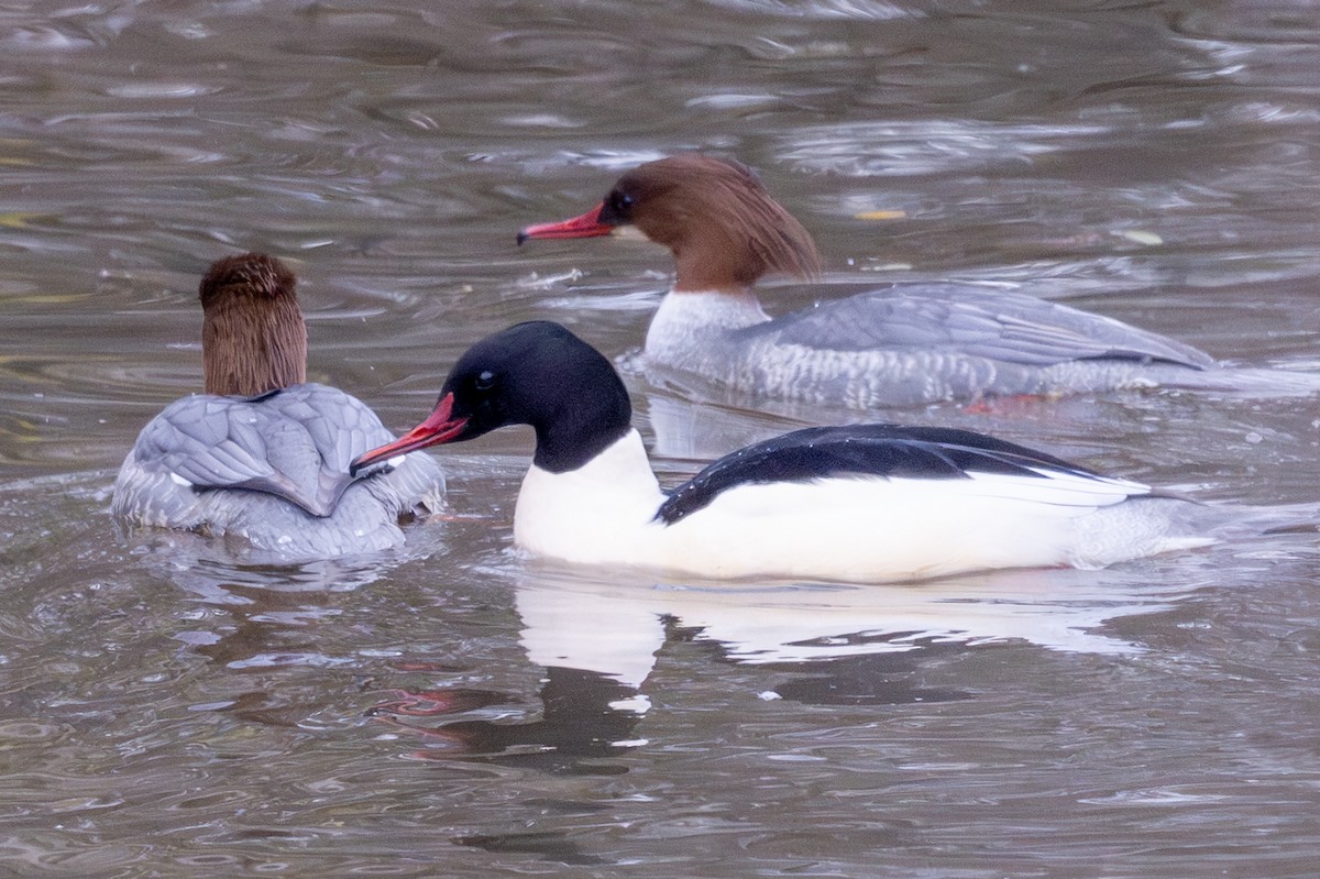 Common Merganser - ML646456508