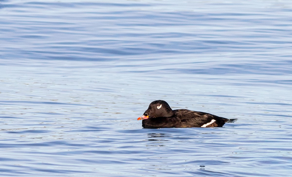 White-winged Scoter - ML646456509