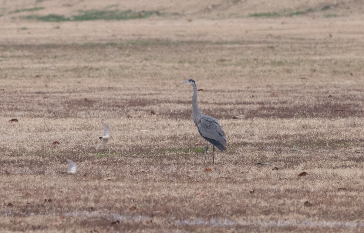 Great Blue Heron - ML646456510