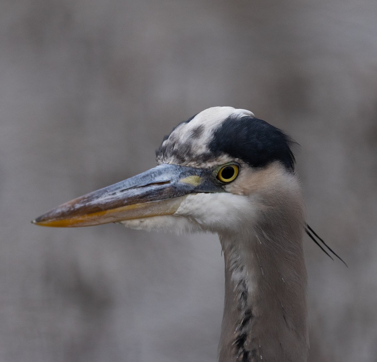 Great Blue Heron - ML646456511